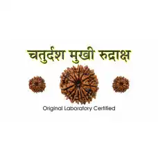 14 Mukhi Rudraksh (3.0)